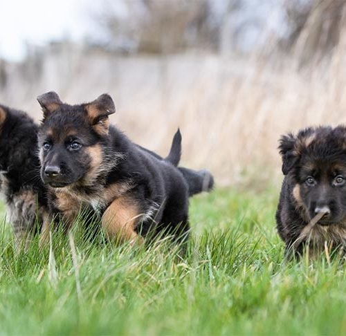 German Australian Shepherd Puppy Images